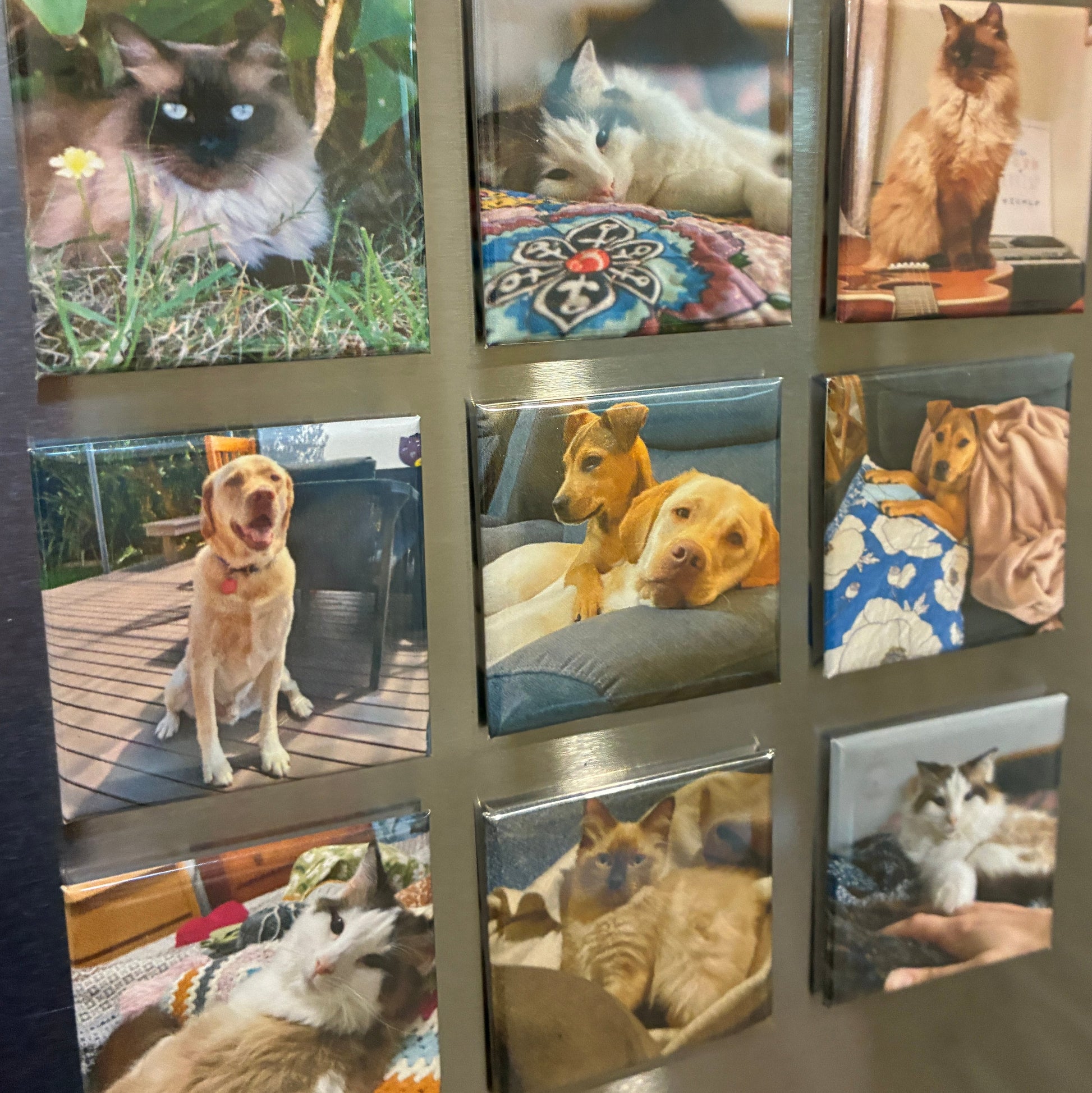 A set of nine square custom photo magnets featuring various pets, arranged in a 3x3 grid on a brushed stainless steel refrigerator.